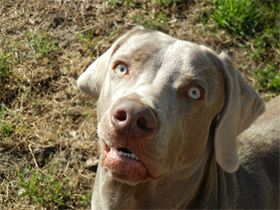 Zeus K-9 Paranormal Investigator In Training